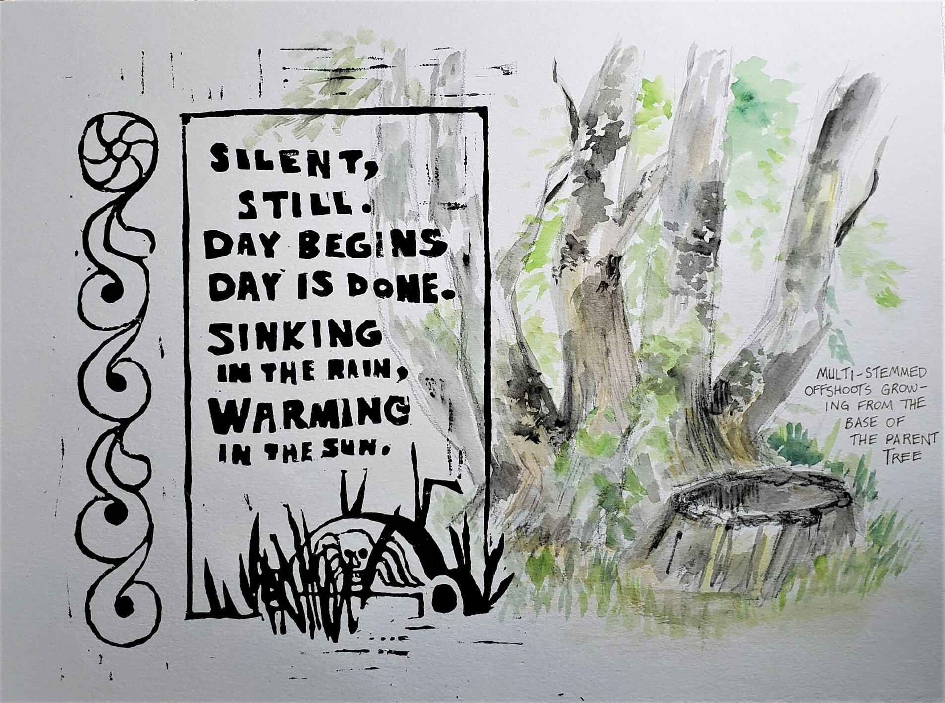 abbott&#39;s black cherry 2021